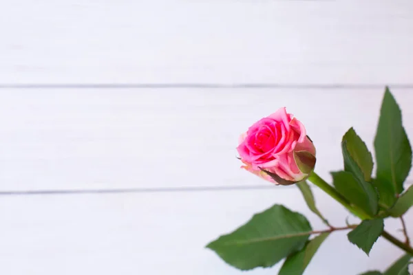 Rosa Bonita Fundo Madeira Branco Espaço Para Cópia Aniversário Mães — Fotografia de Stock