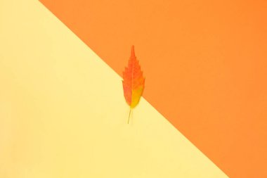 Sonbahar kompozisyonu. Sarı arka planda renkli sonbahar yaprağı. Üst Manzara. Minimum konsept. Boşluğu kopyala.