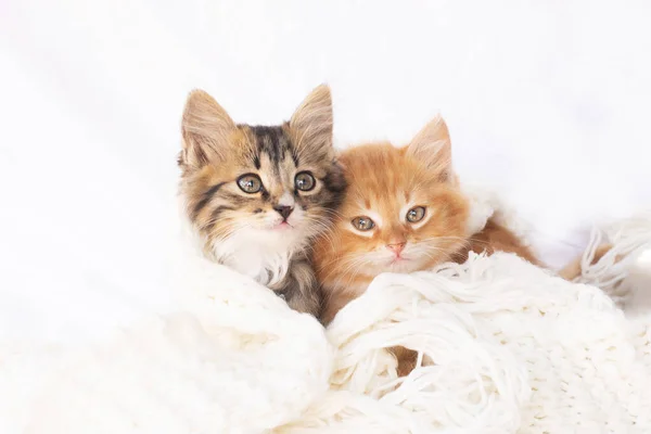 İki küçük kedi beyaz örgü eşarp örüyor. Birbirlerine sarılıp kucaklaşan iki kedi. Evcil hayvan..