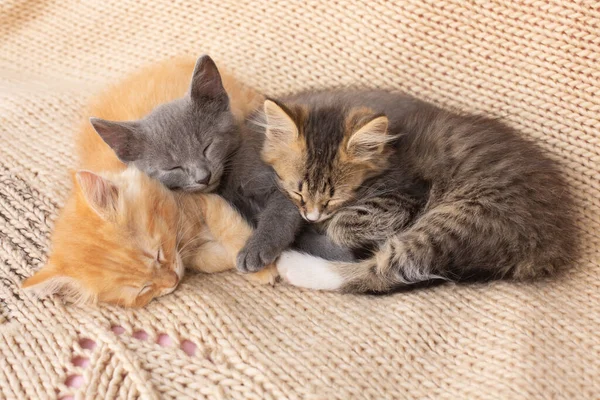 Três Gatinhos Bonito Tabby Cobertor Malha Animais Domésticos — Fotografia de Stock