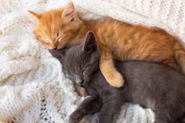 Dois Gatinhos Bonito Tabby Dormindo Abraçando Cachecol Malha Branca Animais — Fotografia de Stock