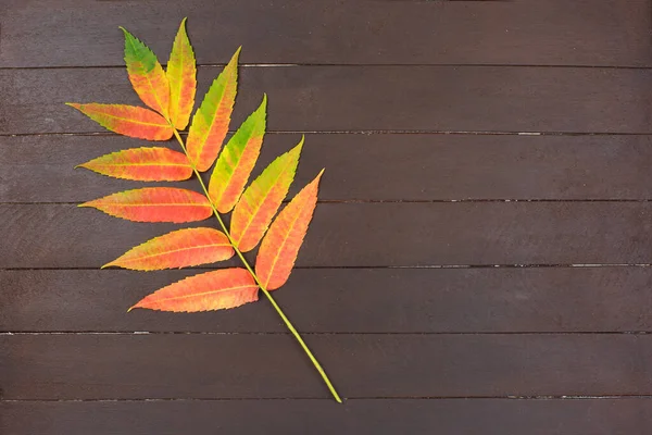 Colorful autumn leaf on wooden background. Minimal concept.
