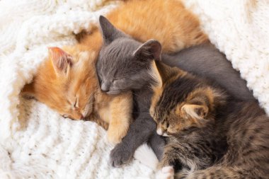 Üç sevimli tekir kedi uyuyorlar ve beyaz örgü eşarpla sarılıyorlar..