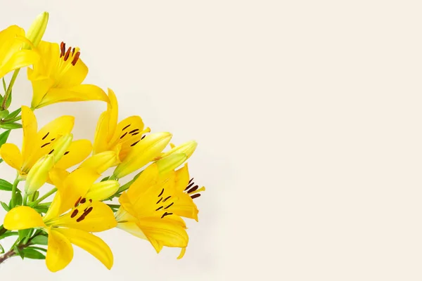 Big Yellow Flowers Lilies Light Background Copy Space Floral Greeting — Stock Photo, Image