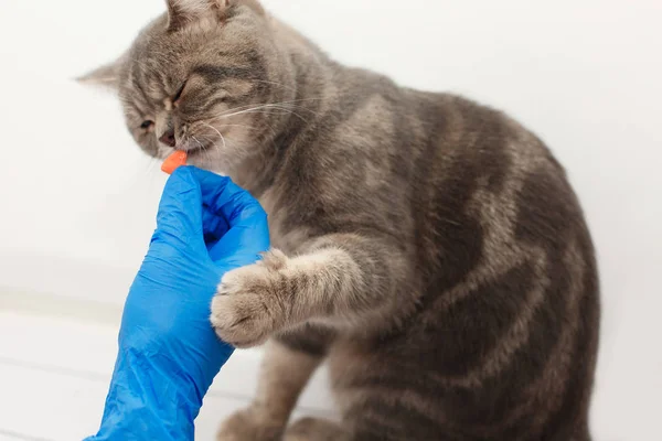 Chat Malade Mignon Avec Entonnoir Autour Du Cou Couche Sur La Table Medicale Entoure D Un Clinicien Veterinaire Et Proprietaire Docteur Consultation Stock Photo Chat Malade Mignon Avec Entonnoir Autour Du Cou Couche Sur La Table Medicale Entoure D Un Clinicien Veterinaire Et Proprietaire Docteur Consultation Stock Photo