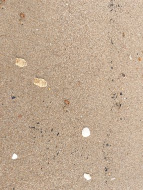 deniz kabukları ve kumsal arka plan dokuları