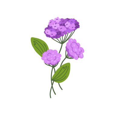 Verbena çiçekleri beyaz arka planda izole edilmiş. El çizimi ambalaj, tekstil, düğün kırtasiyesi, duvar kağıdı ve damgalama