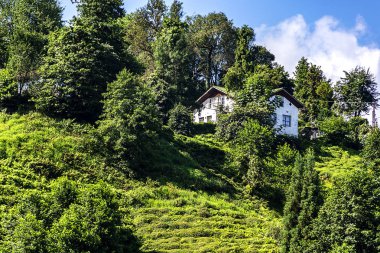 Kolayca Rize Üreticiler olarak yetiştirilen Micronclimate iklim özellikleri çay çay da ekledi. Zümrüt Rize çay nefis yeşil tonlarında zenginleştirdi. Çay Rize tarafından eklendi bu zenginliği bir ekonomik değer olduğunu önemliydi. sağa sola yaymak