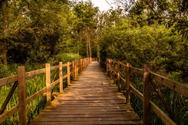 Acarlar longozu nilüfer çiçeği Karasu, Sakarya, Türkiye