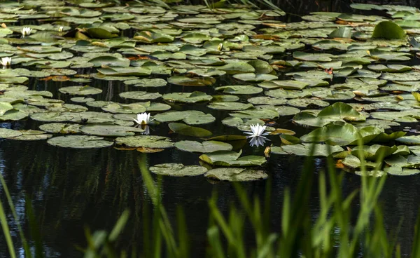 Acarlar longozu nilüfer çiçeği Karasu, Sakarya, Türkiye
