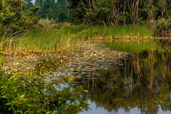 Acarlar longozu nilüfer çiçeği Karasu, Sakarya, Türkiye