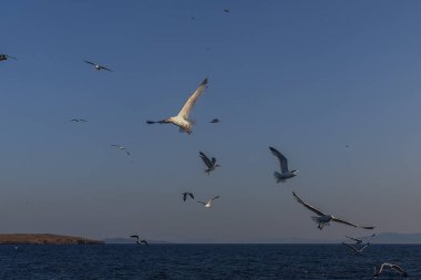 Siren resifleri İzmir Türkiye 'yi siyaha boğuyor