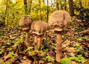 Türkiye 'nin Kirklareli ilinin igneada ilçesindeki sel basmış ormanlarda sonbahar manzaraları