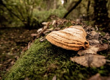 Türkiye 'nin Kirklareli ilinin igneada ilçesindeki sel basmış ormanlarda sonbahar manzaraları