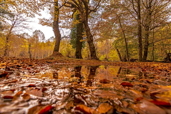 Jesienne Krajobrazy Zalewowym Lesie Igneadzie Kirklareli Turcja — Zdjęcie stockowe