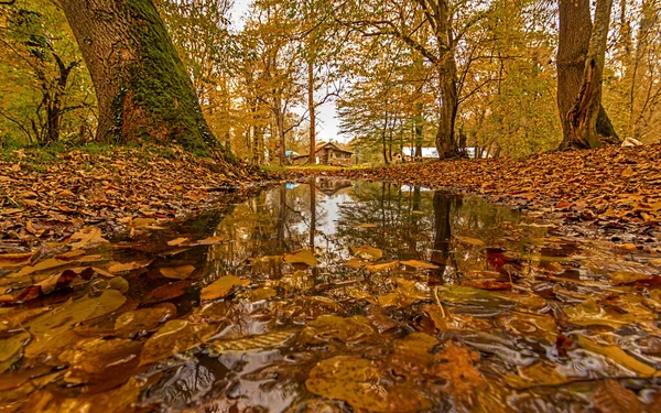 autumn landscapes in the flooded forest in igneada,Kirklareli,Turkey