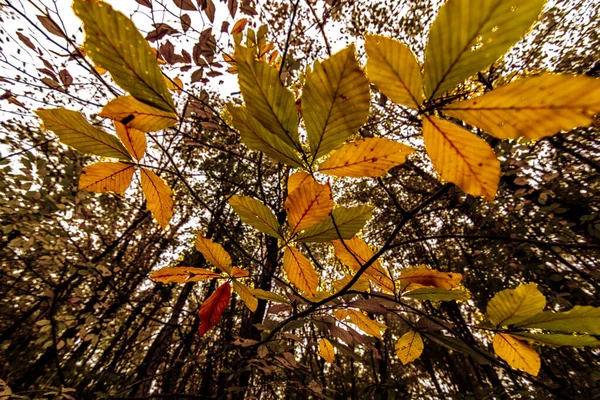 Paisajes Otoñales Bosque Inundado Igneada Kirklareli Turquía — Foto de Stock