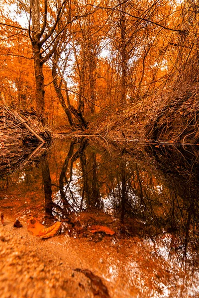 Türkiye 'nin Kirklareli ilinin igneada ilçesindeki sel basmış ormanlarda sonbahar manzaraları