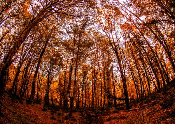 Jesienne Krajobrazy Zalewowym Lesie Igneadzie Kirklareli Turcja — Zdjęcie stockowe