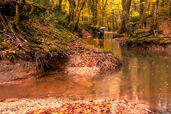 Осінні Пейзажі Затопленому Лісі Ігнаді Кіркларелі Туреччина — стокове фото