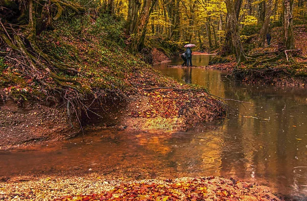 Осінні Пейзажі Затопленому Лісі Ігнаді Кіркларелі Туреччина — стокове фото
