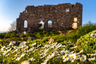 Antik kilise eritrai, ilmi, cesme, izmir, papatyaların arkasında görünür.