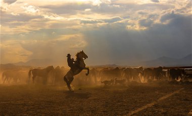 Kayseri 'de vahşi atlar
