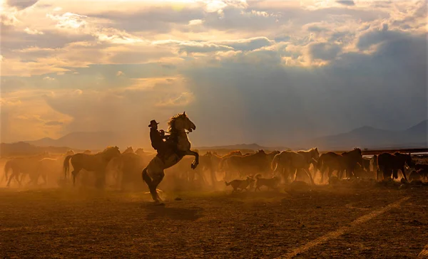 Kayseri 'de vahşi atlar