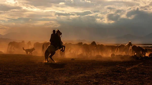 Kayseri 'de vahşi atlar