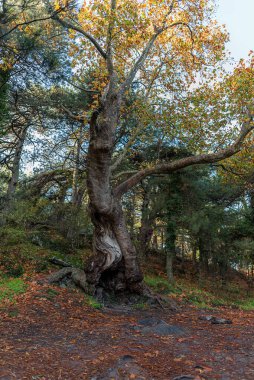 İzmir 'deki Karagol Doğa Parkında sonbahar