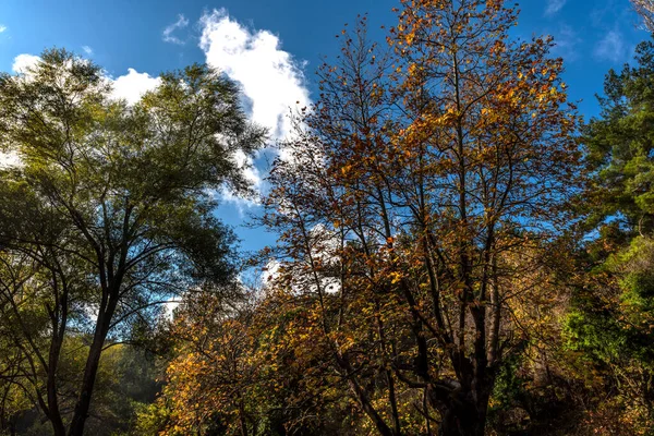 Осінь Природному Парку Карагол Ізмірі — стокове фото