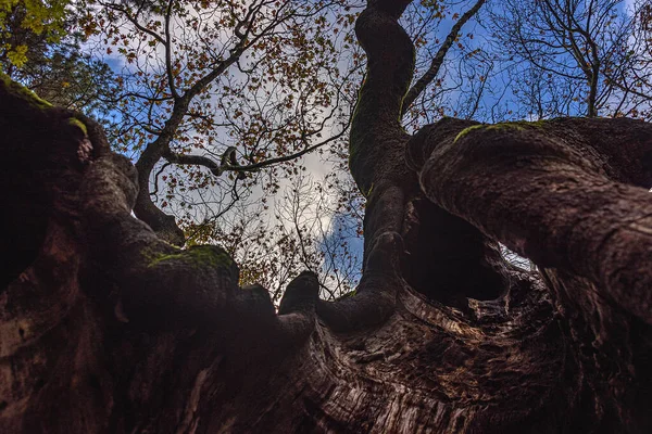 Hösten Karagol Naturpark Izmir — Stockfoto