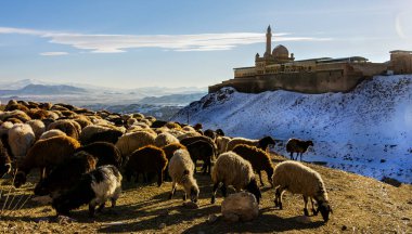 Ishak pasa ve koyun sürüsü, köpek beyazit, agri, hindi