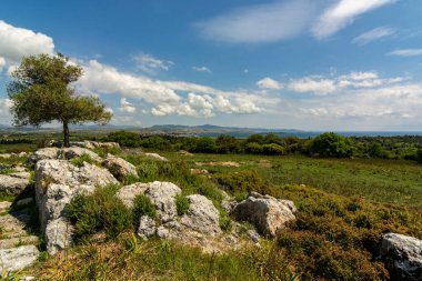 Antik Teos şehrinde ağaçlar