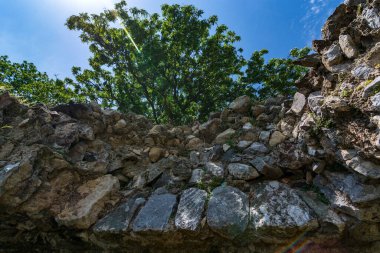 Antik Teos şehrinde ağaçlar
