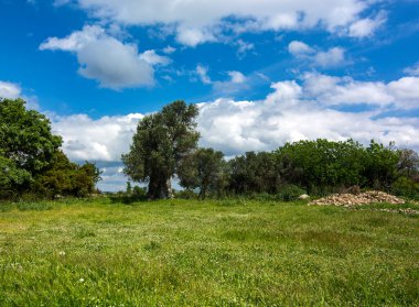 Antik Teos şehrinde ağaçlar