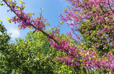 Antik Teos şehrinde ağaçlar