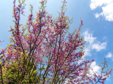 Antik Teos şehrinde ağaçlar