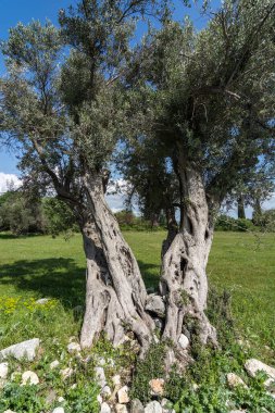 Antik Teos şehrinde ağaçlar