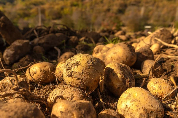 Potato field and workers working in the harvest