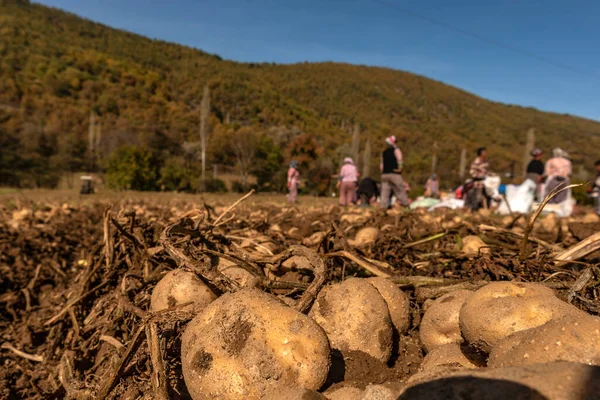 Potato Field Workers Working Harvest — Stock Photo, Image