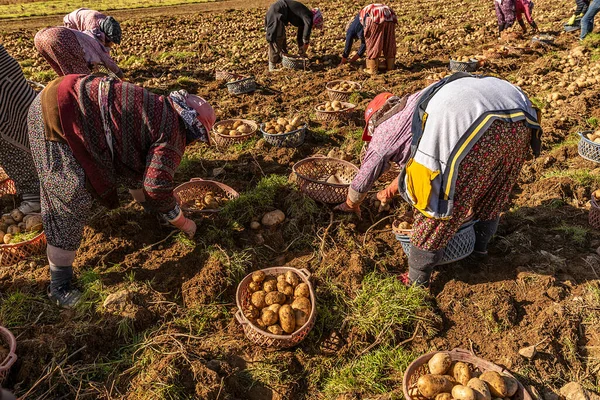 Patates tarlası ve hasatta çalışan işçiler.