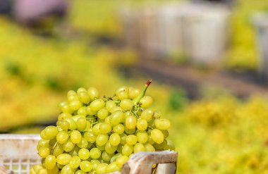 En çok yetişen kuru üzüm türü sultanidir. Bağbozumu Ağustos ayında yapılır; taze üzümler önce bir tencereye sonra da sergi adı verilen toprak veya beton bir yüzeye sergilenir. Kurumadan önce, ürünün tasnif, eleme ve beyazlatma süreci takip edilir.