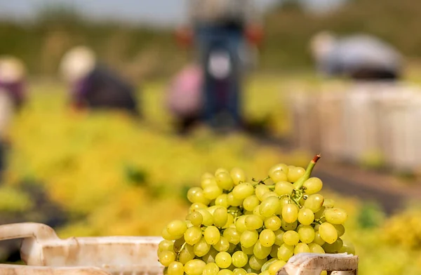 Tipo Passa Mais Cultivada Sultani Vindima Feita Agosto Uvas Frescas — Fotografia de Stock