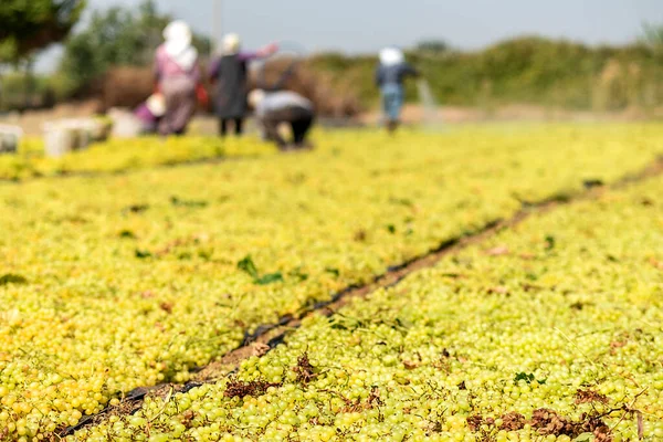 Tipo Passa Mais Cultivada Sultani Vindima Feita Agosto Uvas Frescas — Fotografia de Stock