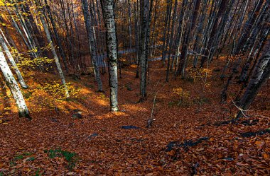 Sonbaharda Bolu 'daki yedi gölden manzara