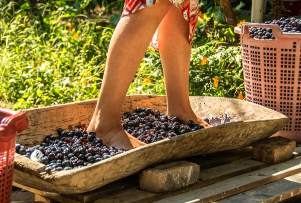 Bağbozumu ayininin üzümleri genç kızların macunudur.
