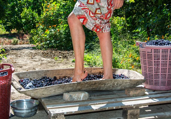 Bağbozumu ayininin üzümleri genç kızların macunudur.