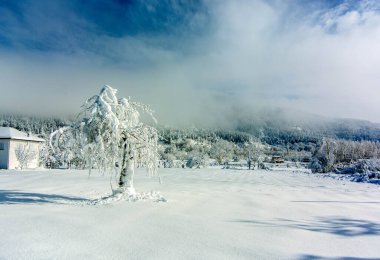 Mankafa golcusu, İzmir, kar manzarası