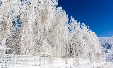 Mankafa golcusu, İzmir, kar manzarası